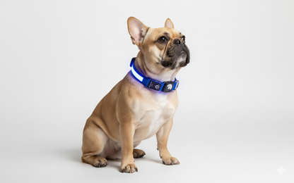 Slimme GPS Hondenhalsband  Volg Je Hond Altijd en Overal